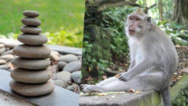 Sex Toys For Monkeys? Male & Female Bali Monkeys Use Stones as Sex Toys for Pleasure!